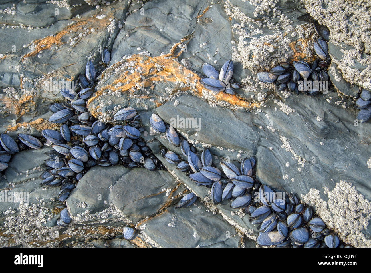 Muscheln auf einen Felsen auf Ein kornisches Strand festhalten Stockfoto