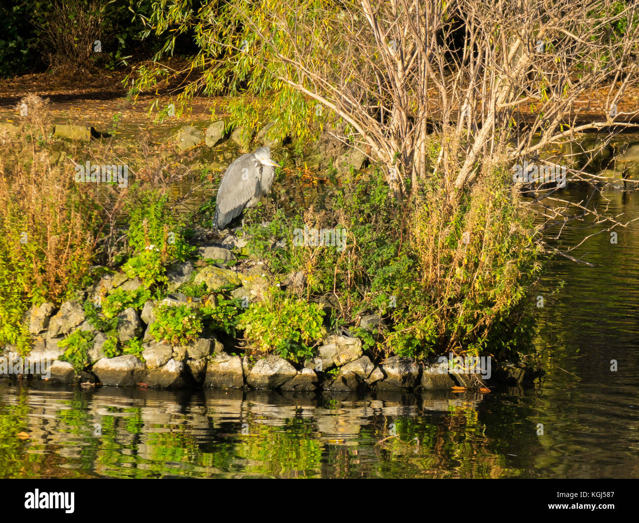 Ein Graureiher (Ardea cinerea) auf einer kleinen Insel in einem öffentlichen Park See Stockfoto