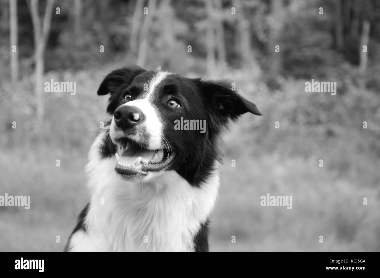 Border Collie 3/4 Vorderansicht Seitenansicht mit Bäumen im Hintergrund. eine sehr fokussierte Hund mit fallen Farben oder Schwarz und Weiß. Stockfoto