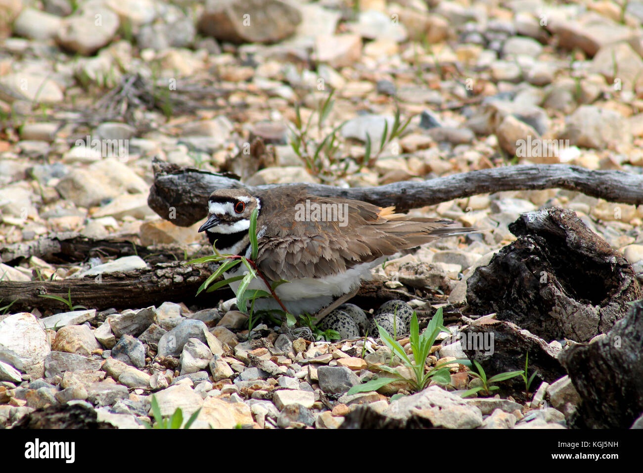 Weibliche killdeer bewacht sein Nest Stockfoto