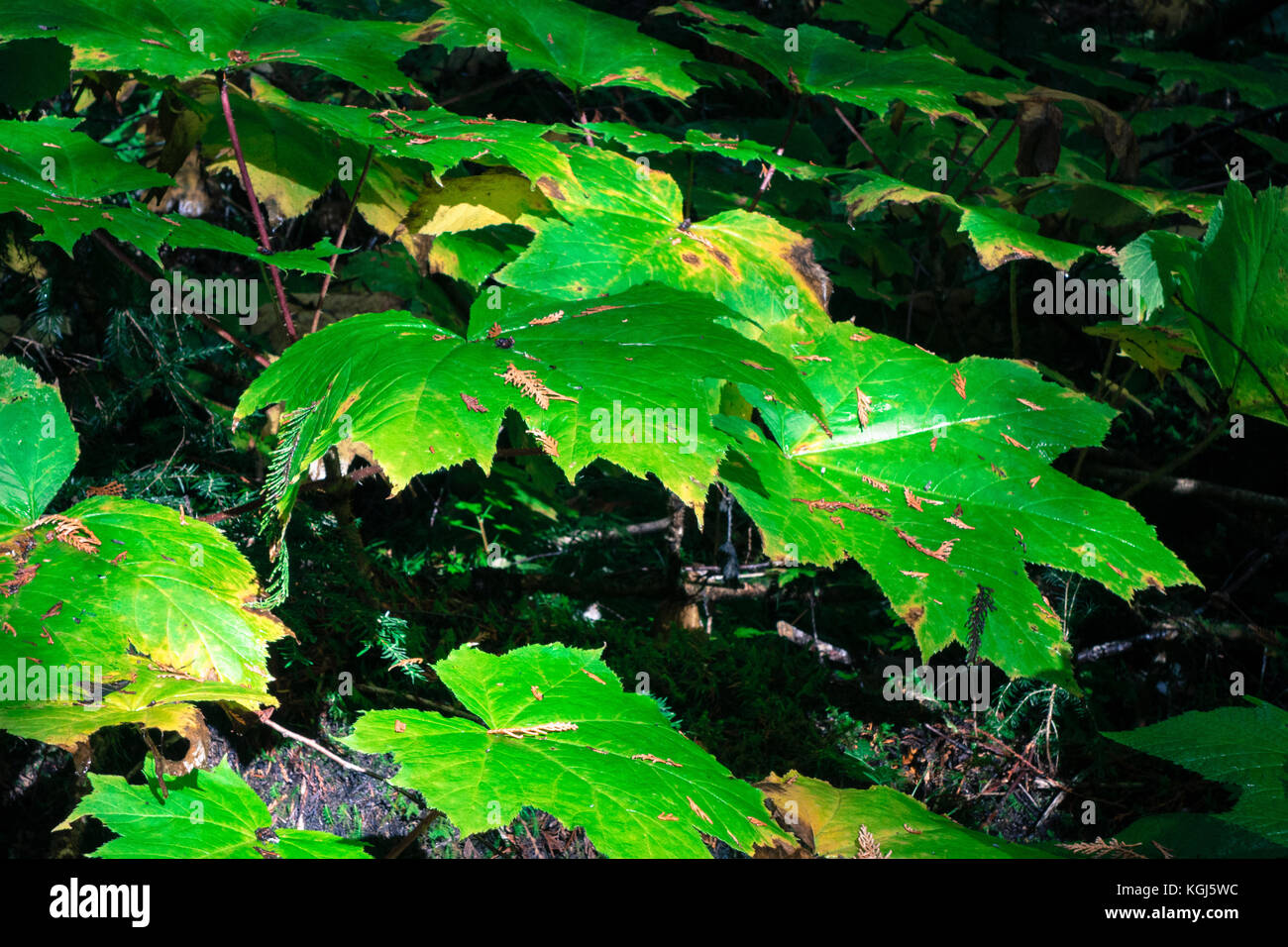 Große grüne grüne Pflanze auf dem Waldboden Stockfoto