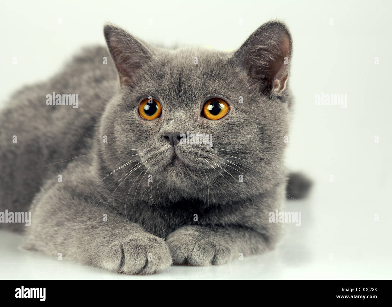 Studio Portrait Von Blaue Britisch Kurzhaar Katze Stockfoto