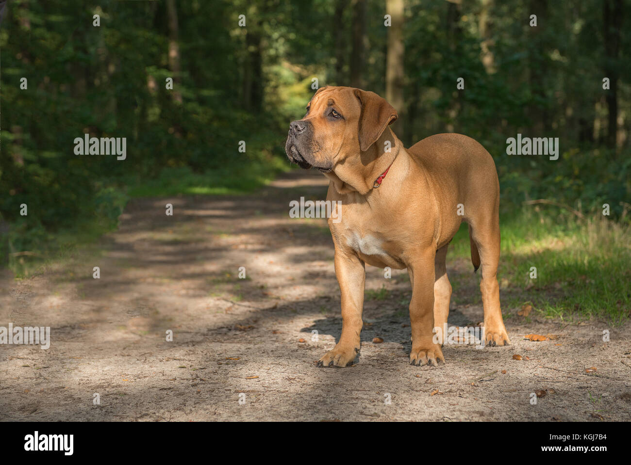 Junge südafrikanische Mastiffhund stehend in einen Waldweg Stockfoto