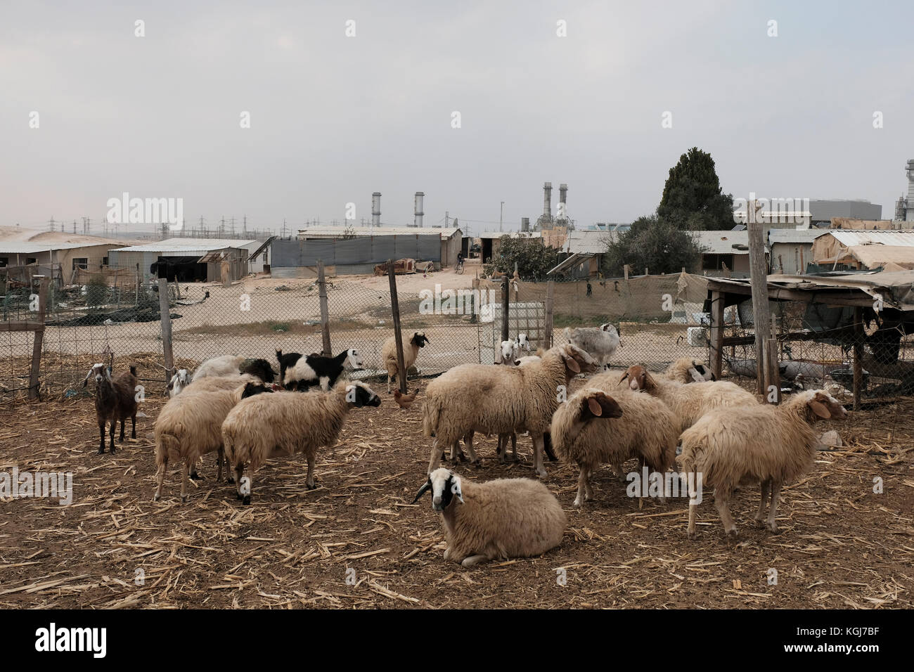 Schafe in einem Korral in einem nicht erkannten Beduinendorf in Wadi al-Na'am in der Negev-Wüste im Süden Israels. Viele Beduinen im Negev leben in Gemeinden, die ohne staatliche Genehmigung gegründet wurden, in diesem Fall wird jede Konstruktion auf dem Gelände als illegal angesehen. Der Staat erteilt Abbruchbefehle gegen Bauvorhaben, die ohne Genehmigung errichtet wurden, aber nicht alles davon befindet sich in nicht anerkannten Dörfern. Einige befinden sich in gesetzlich anerkannten Beduinengemeinschaften. Stockfoto