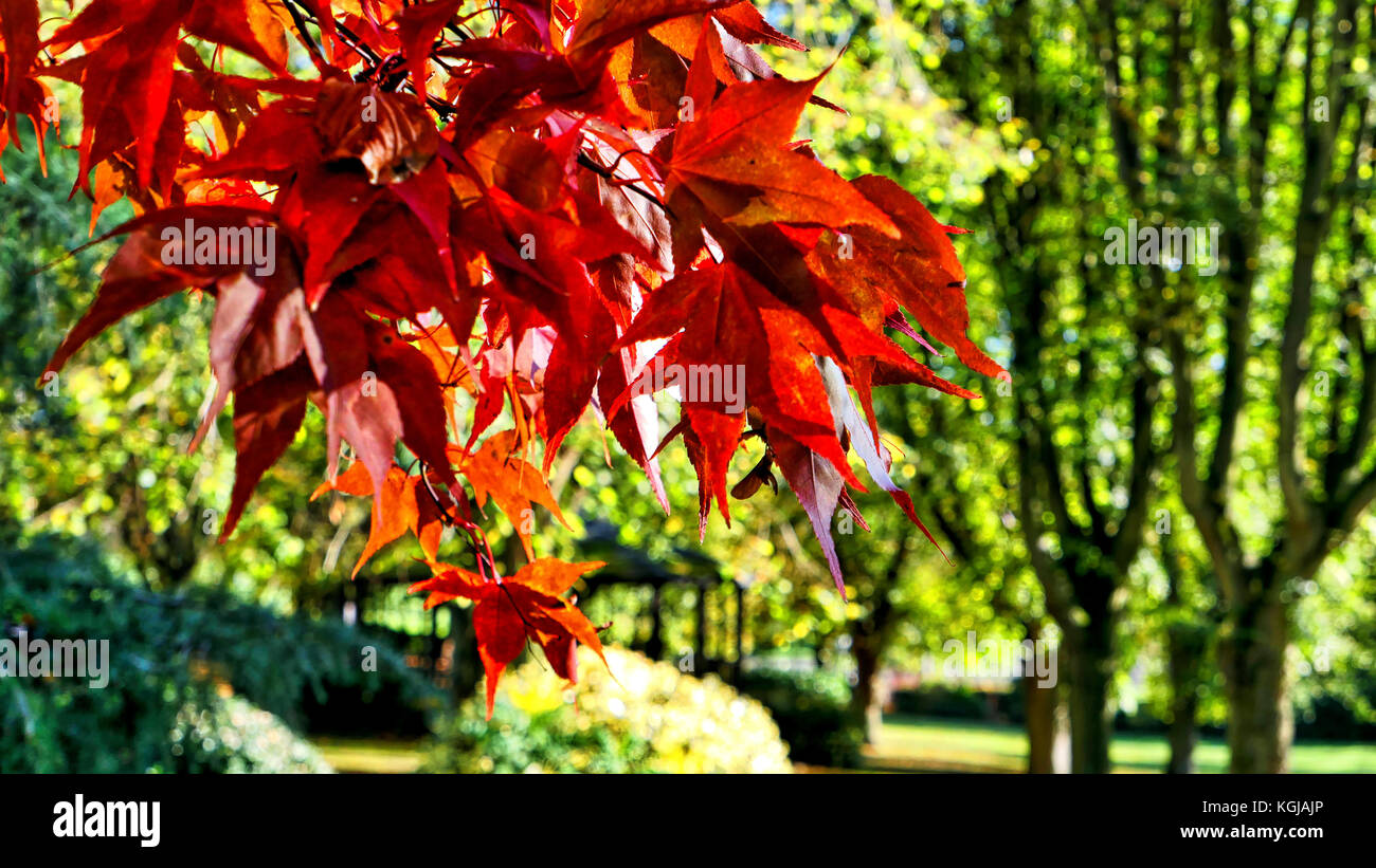 UK Wetter warme Herbst Tag in Ashbourne Park, Derbybshire, die gaterwat zu den Peak District Stockfoto