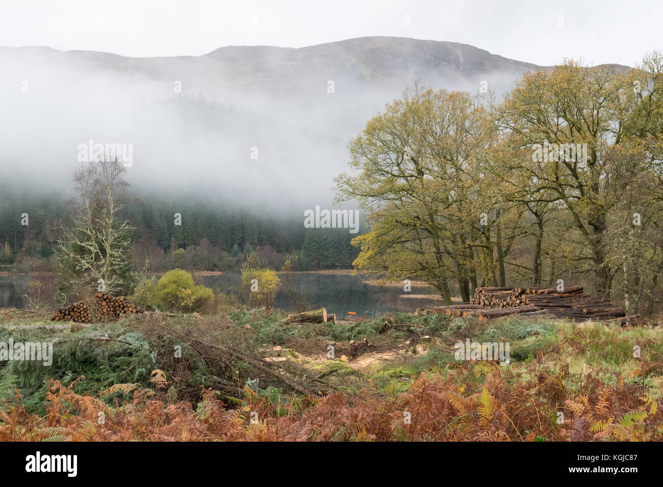 Loch Lomond und der Trossachs National Park, Schottland, Großbritannien - 8 November 2017: UK Wetter: frisch geschnittenen Stapel in Loch Lomond und der Trossachs National Park auf einer wunderschönen nebligen Herbsttag Credit: Kay Roxby/Alamy leben Nachrichten Stockfoto