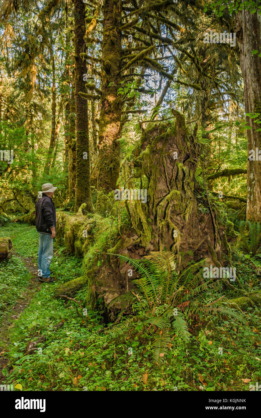 Wanderer am umgestürzten Baum, mit Moos bewachsene Wurzeln im Regenwald, am Sams River Loop Trail, Queets Valley, Olympic National Park, Washington State, USA Stockfoto
