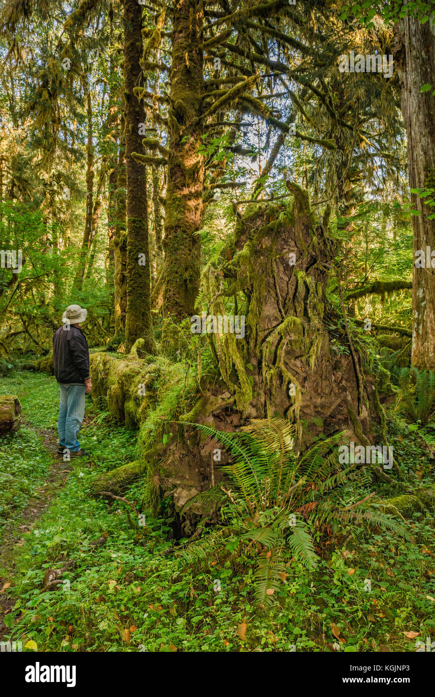 Wanderer am umgestürzten Baum, mit Moos bewachsene Wurzeln im Regenwald, am Sams River Loop Trail, Queets Valley, Olympic National Park, Washington State, USA Stockfoto