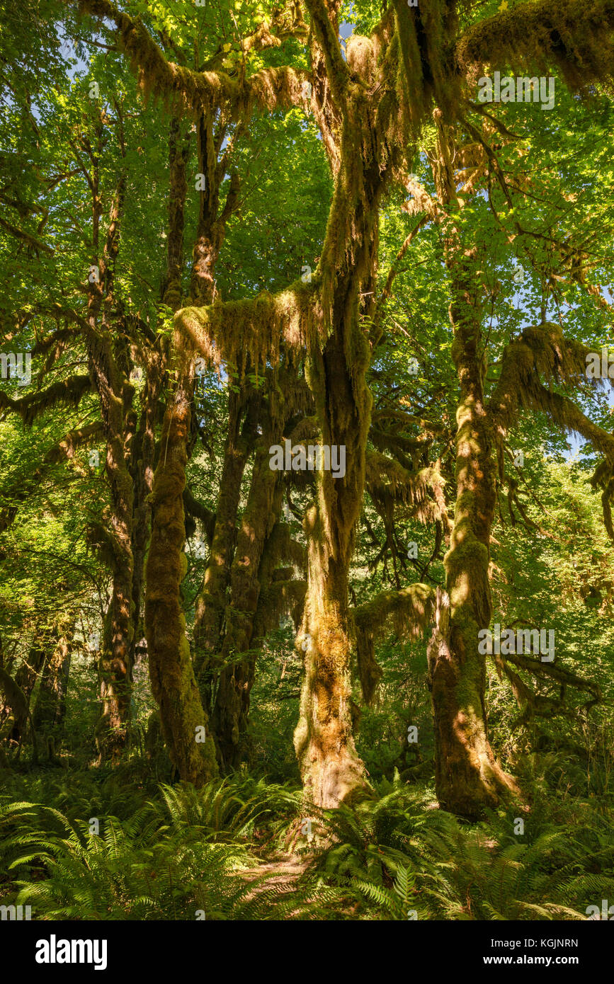 Bigleaf Maples bewachsen mit Moos, Maple Grove in Hall of Moses Trail, Hoh Rain Forest, Olympic National Park, Washington State, USA Stockfoto