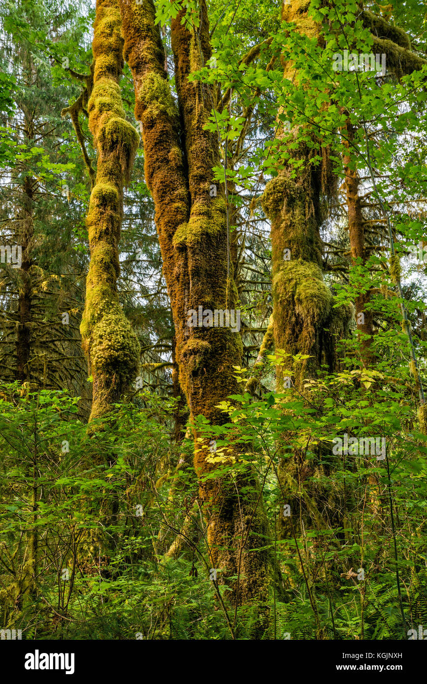 Großblatt-Ahorn, schillert auf mit Moos bedeckten Stämmen, Fichte Nature Trail, Hoh Rain Forest, Olympic National Park, Washington, USA Stockfoto