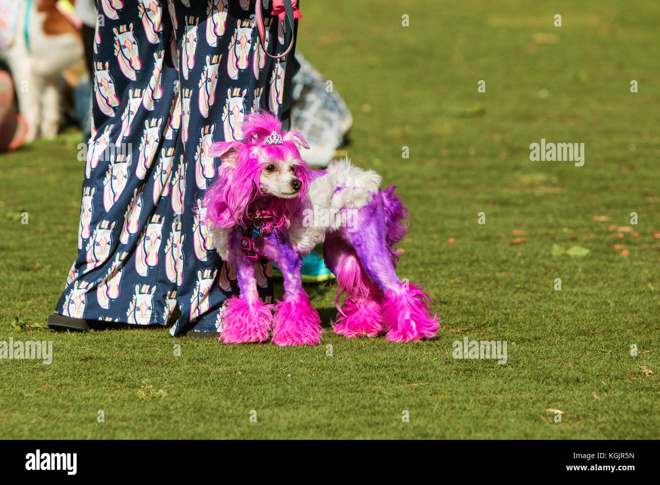 Suwanee, GA, USA - Mai 6, 2017: ein Pudel mit Fell gefärbt Lila und trägt eine Tiara, steht mit seinem Besitzer in einem Park am Woofstock, ein Hund Festival. Stockfoto