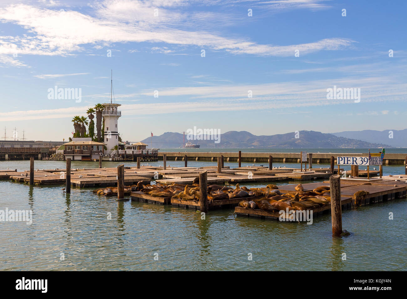 Seelöwen aalen sich in der Sonne auf schwimmenden Dock am Pier 39 in San Francisco Kalifornien Stockfoto