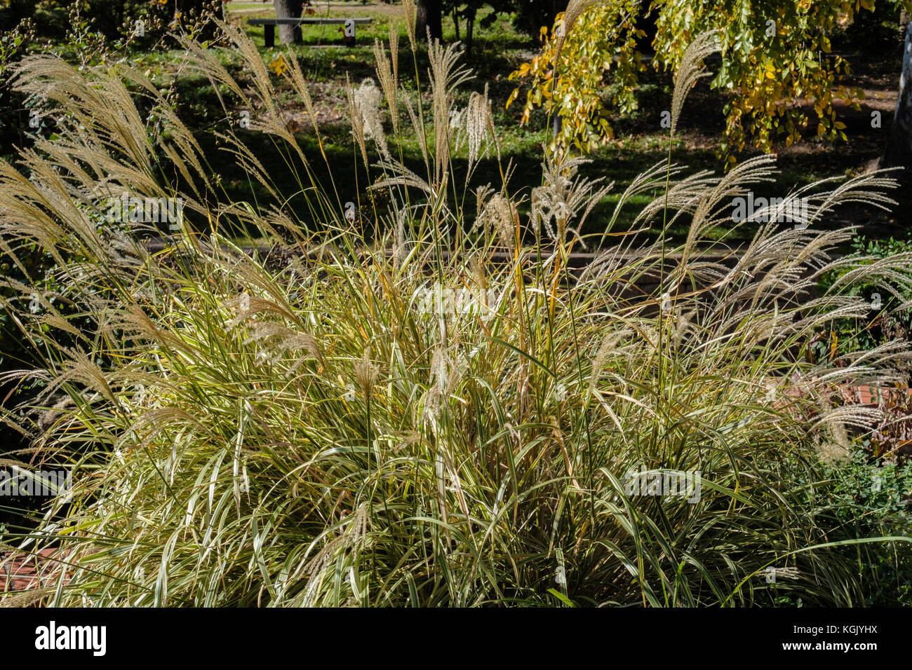 Chinesische Silber Gras, Miscanthus sinensis, in einem botanischen Garten Oklahoma City, Oklahoma, USA wächst. Stockfoto