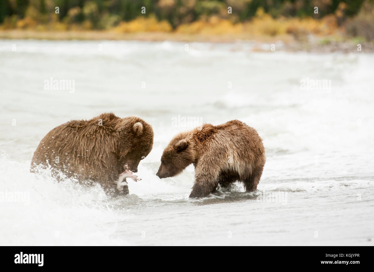 Brauner Bär Angeln in Sturm in Naknek Lake, Katmai National Park, Alaska Stockfoto