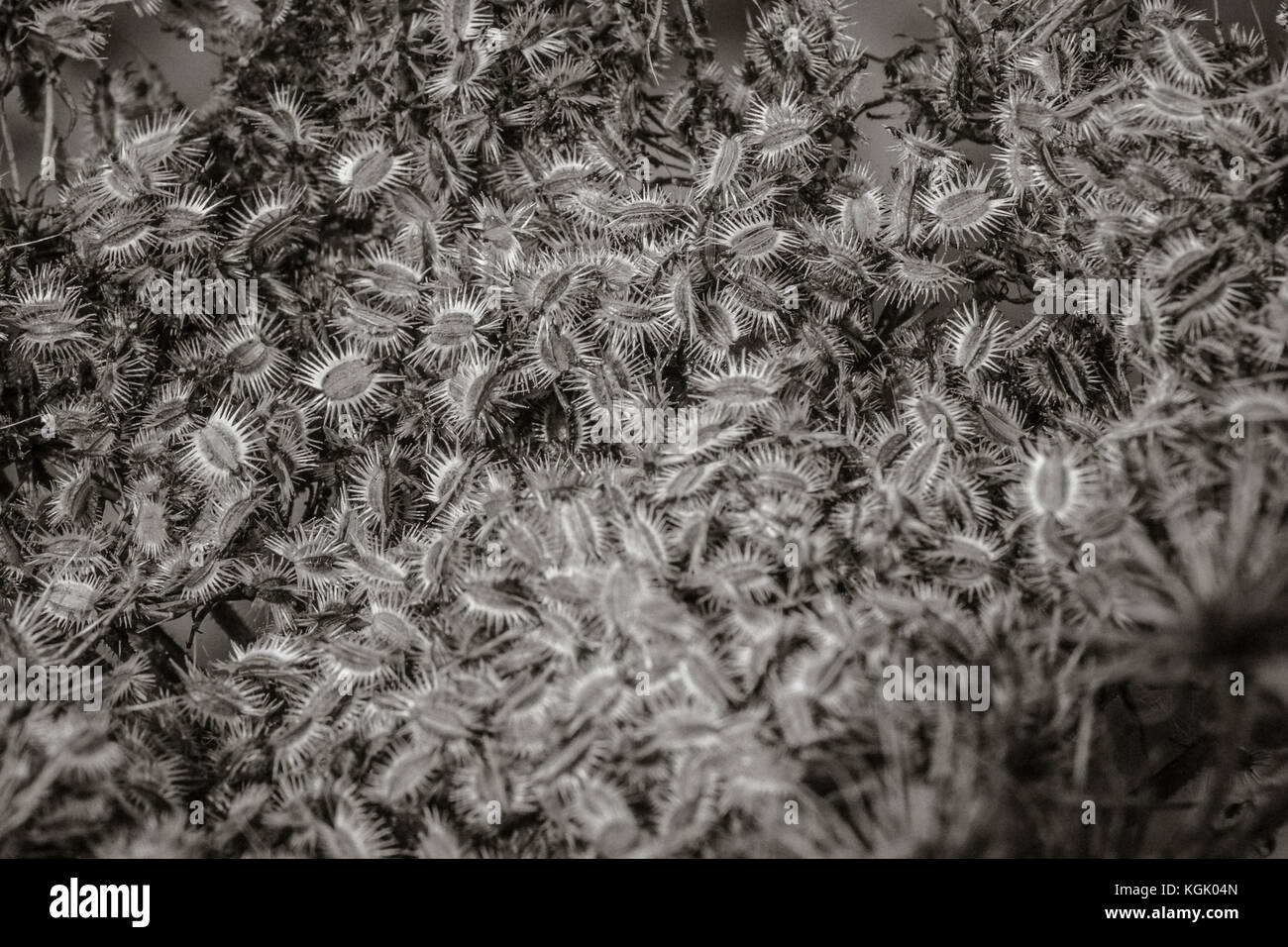 Schwarz-weiß Nahaufnahme der stacheligen Samen der Wid Carrot / Daucus carota. Familie der KuhPetersilie. Stockfoto