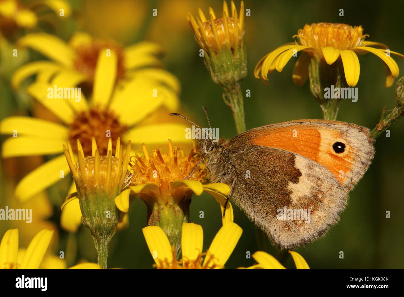 Kleine Schmetterlings-Nektaring auf Ragwort-Blumen Stockfoto