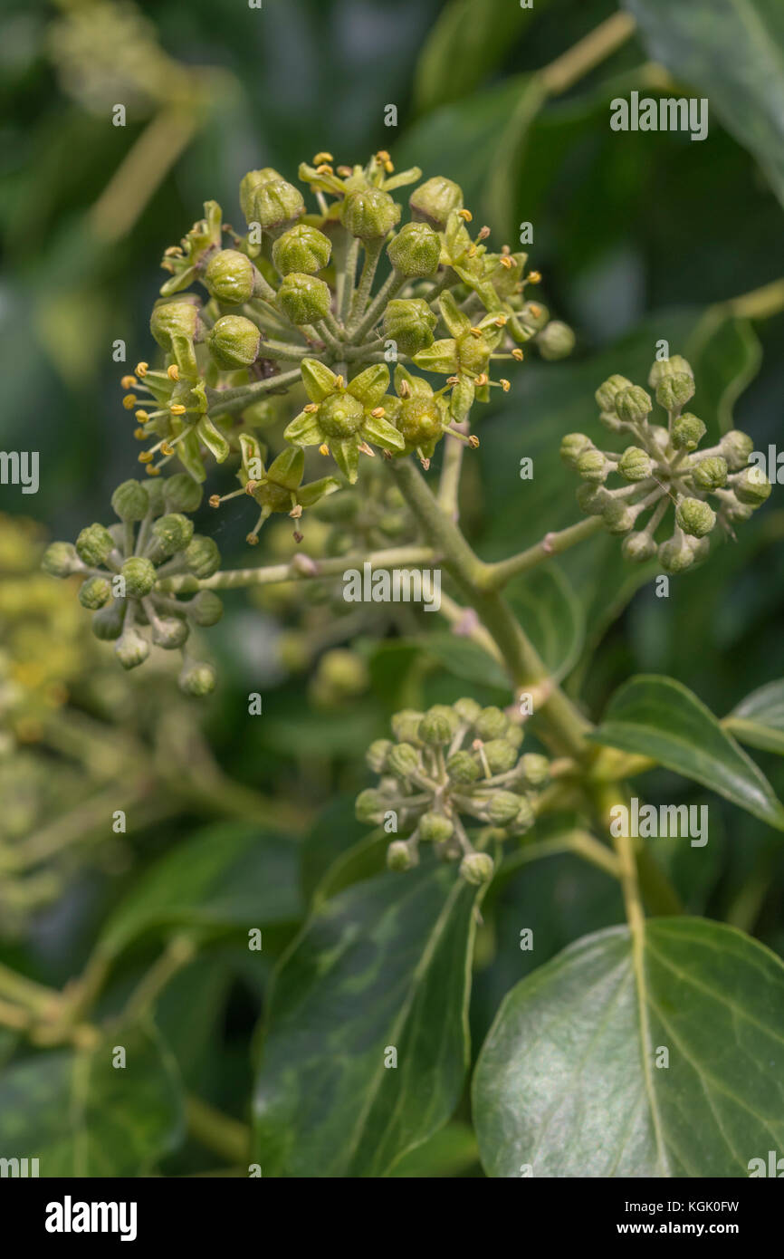 Blumen und Blten sowie deren Knospen der gemeinsamen Efeu / Hedera helix.  Efeu Pflanzen Blumen Stockfotografie - Alamy