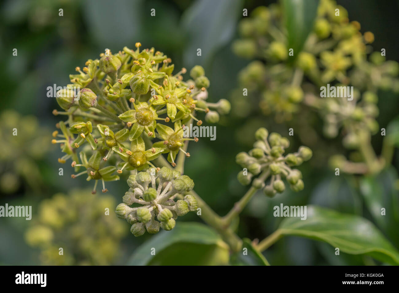 Blumen und Blüten sowie deren Knospen der gemeinsamen Efeu / Hedera