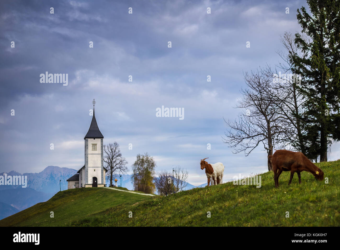 Jamnik, Slowenien - Ziegen und die schöne Kirche St. Primoz in Slowenien bei Jamnik Stockfoto