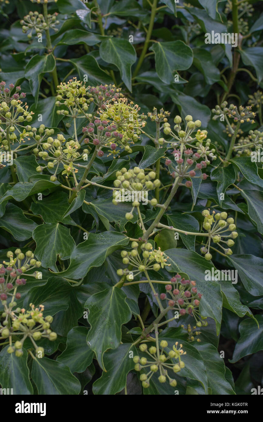 Blumen und Blten sowie deren Knospen der gemeinsamen Efeu / Hedera helix.  Efeu Pflanzen Blumen Stockfotografie - Alamy