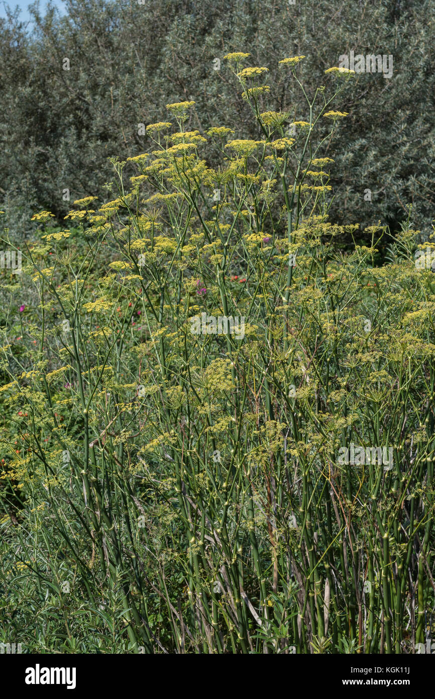 Große Exemplare von wildem Fenchel/Foeniculum vulgare in wild wachsenden, in Cornwall. Essbare Pflanze wie die domestizierte Cousins. Stockfoto