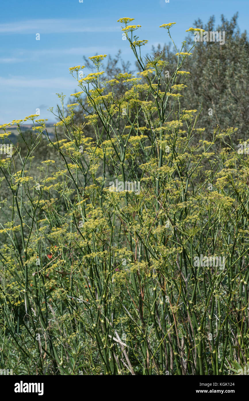 Große Exemplare von wildem Fenchel/Foeniculum vulgare in wild wachsenden, in Cornwall. Essbare Pflanze wie die domestizierte Cousins. Stockfoto