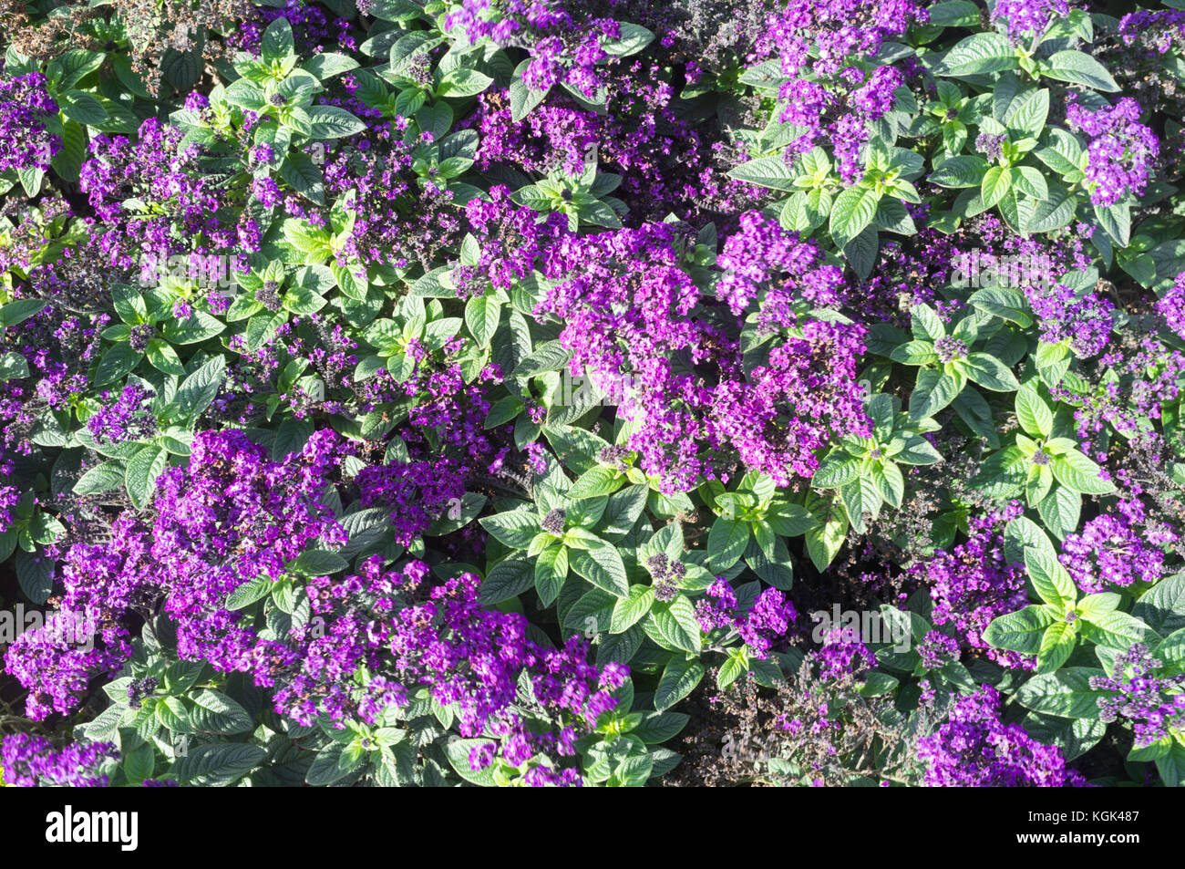 Violette Heliotrop-Blüten im Sommer Stockfoto