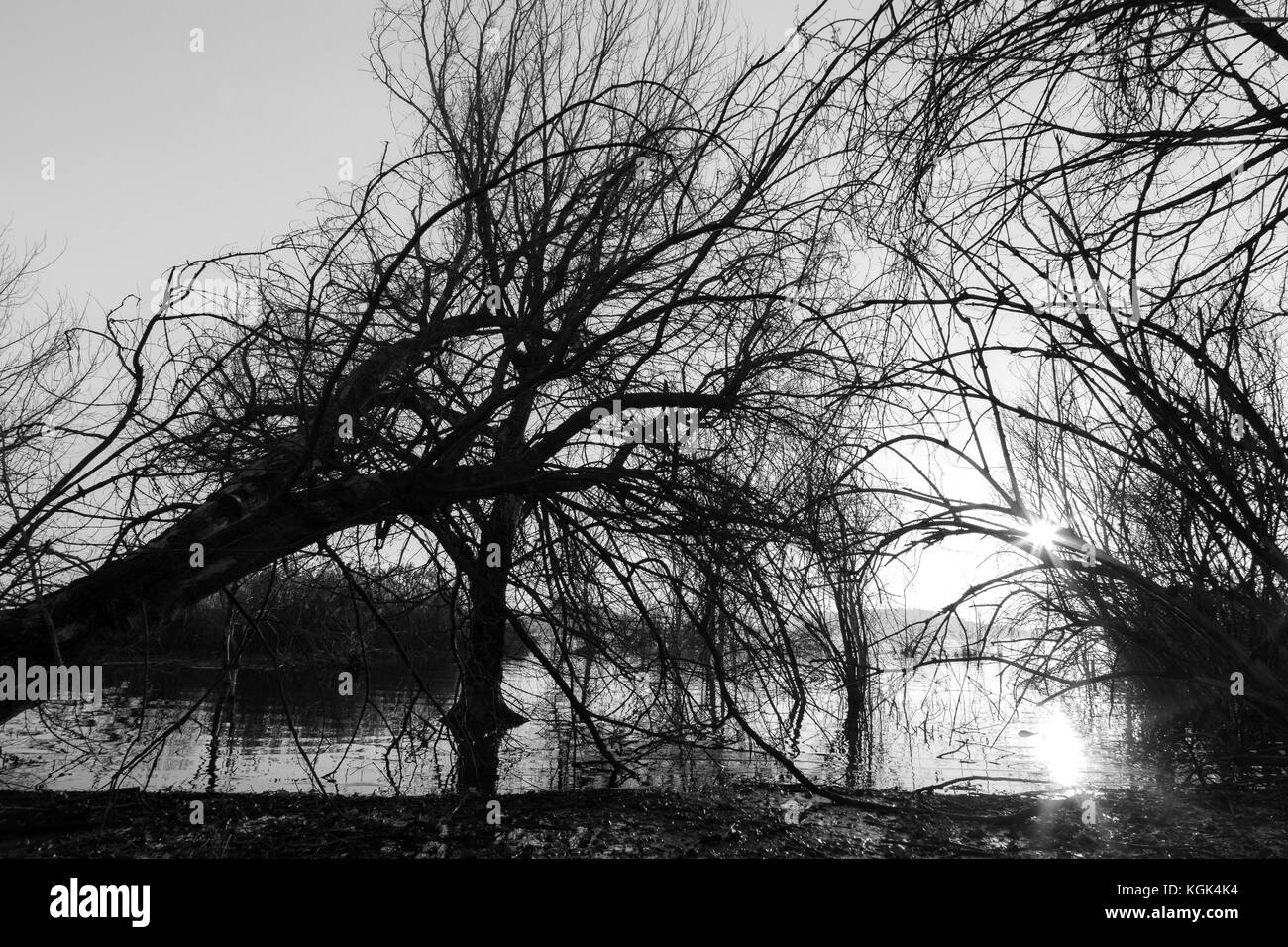 Skelettmuskulatur Bäume auf einem See bei Sonnenuntergang, mit Niederlassungen, schöne, abstrakte Formen Stockfoto