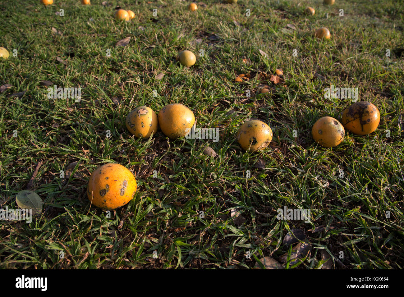 Reife Früchte von einem strychnos spinosa oder stacheligen Affe orange, auch als Green Monkey orange auf dem Boden liegend unter einem Baum bekannt Stockfoto