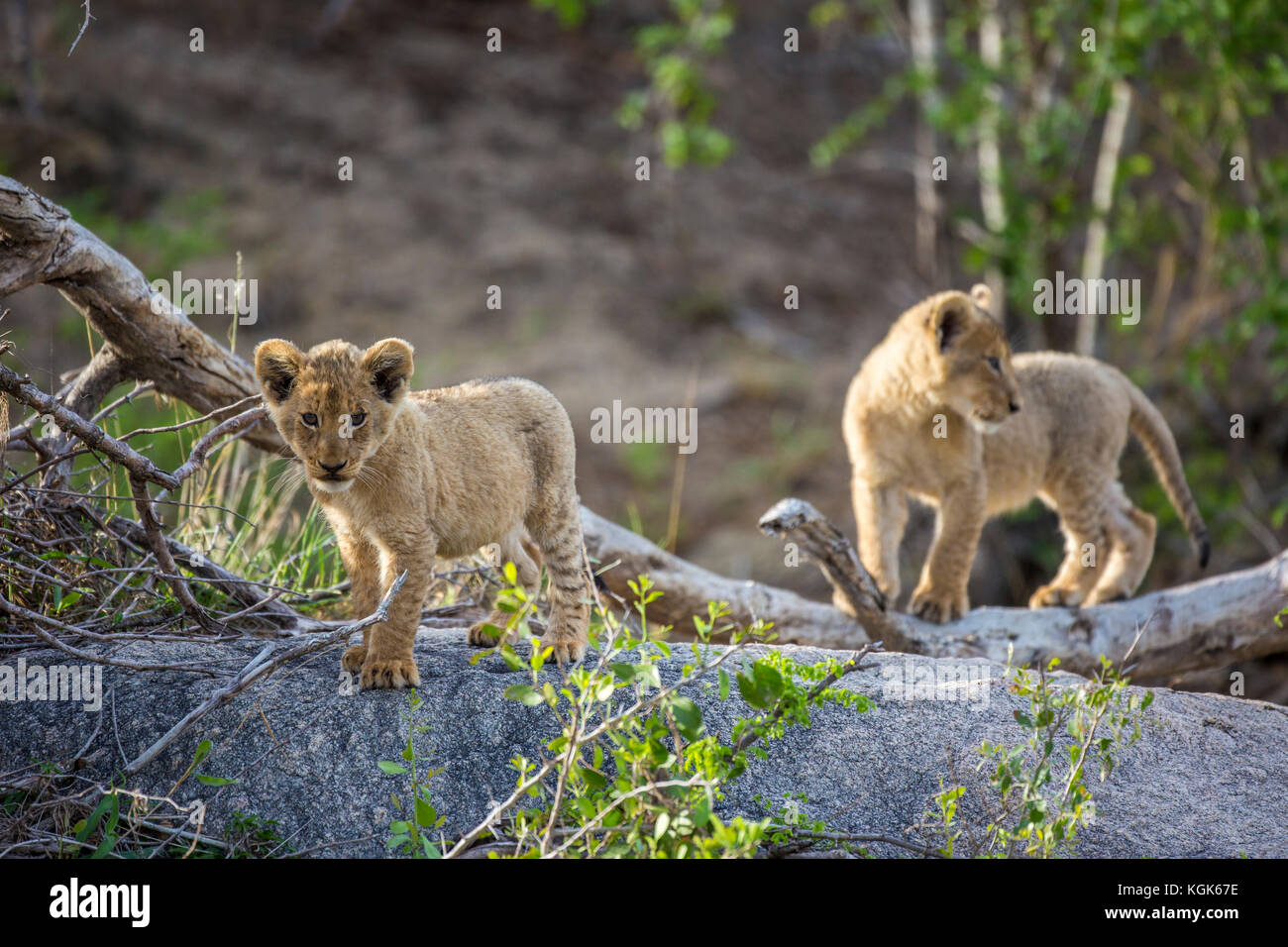 Zwei Löwinnen (Panthera leo) Erforschen ihrer Umgebung Stockfoto