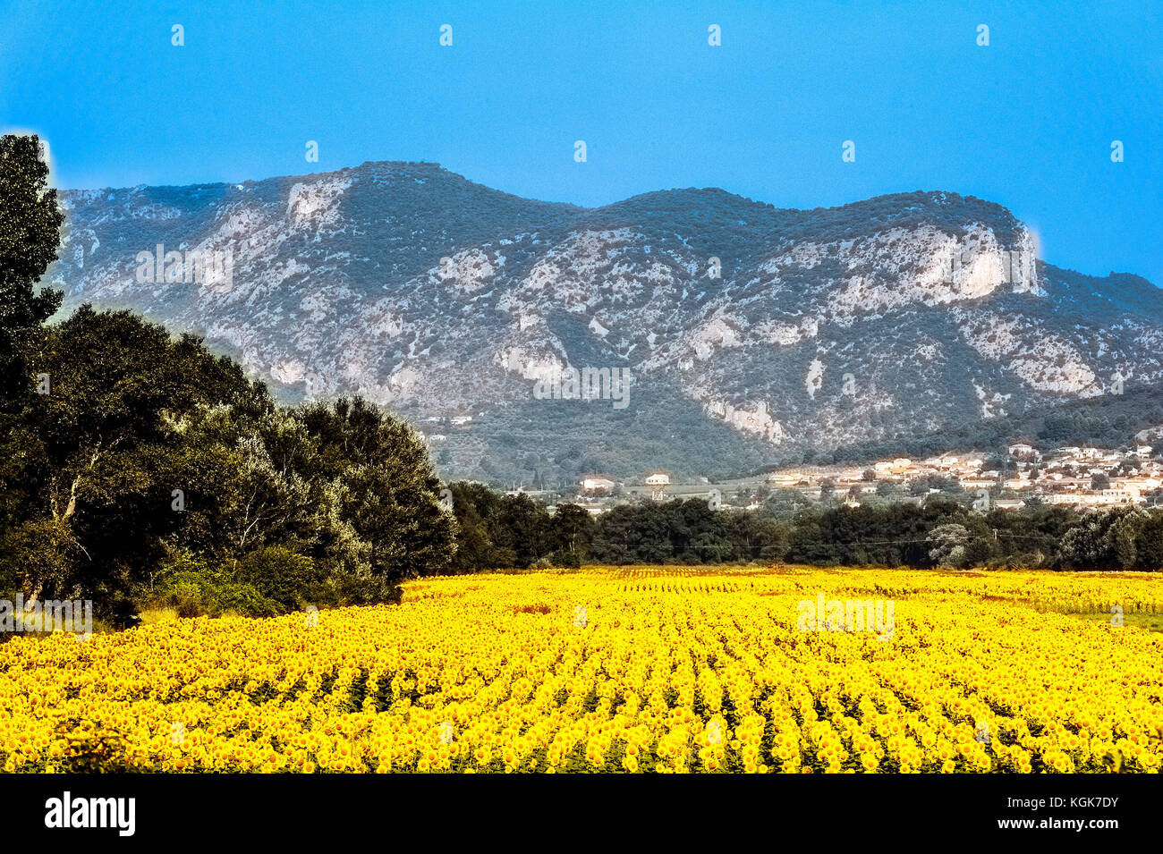 Frankreich. Alpes-de-Haute-Provence (04), Provence. Im Regionalen Naturpark von Verdon, Valensole. Feld mit Sonnenblumen Stockfoto