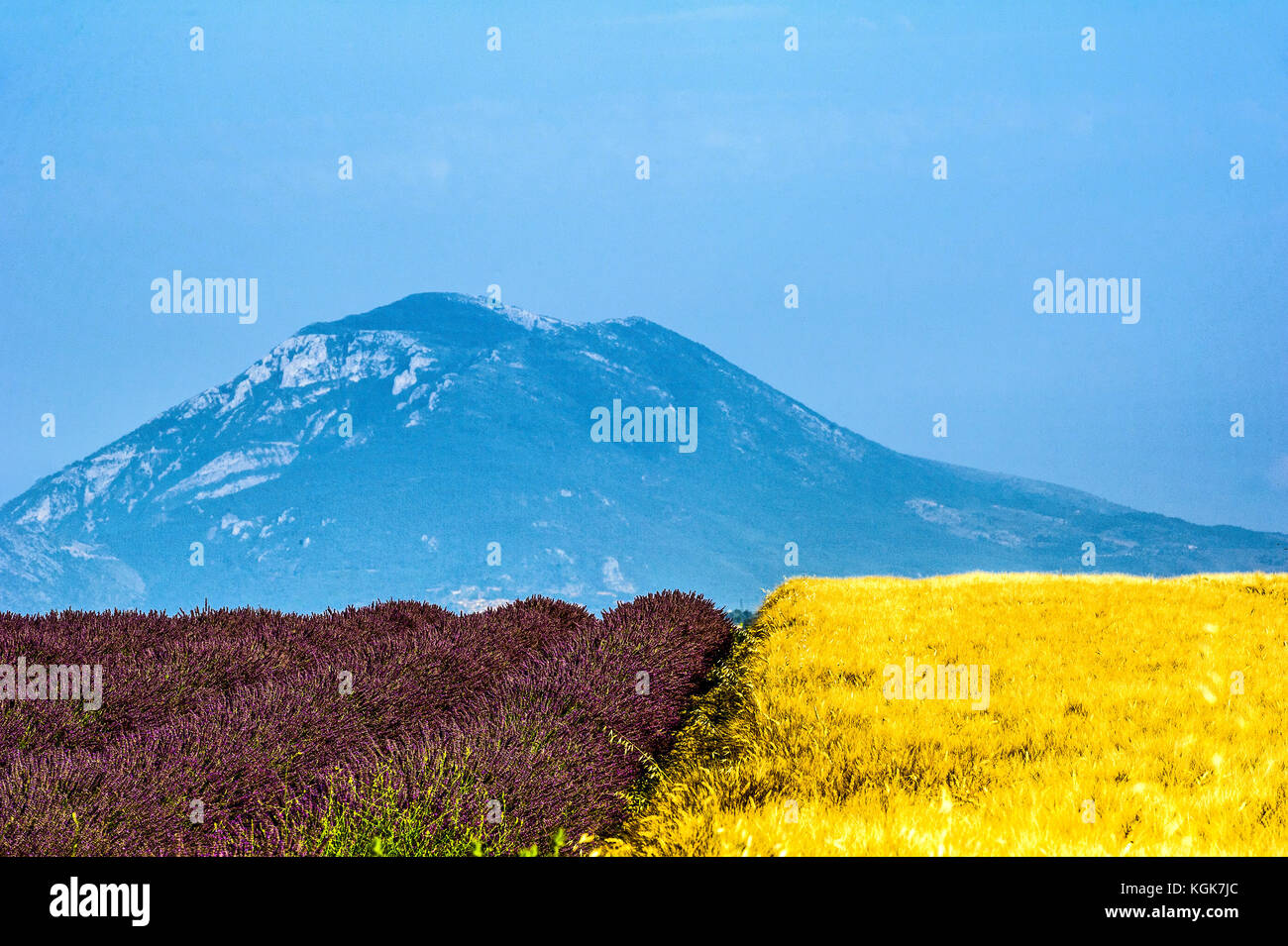 Frankreich. Alpes-de-Haute-Provence (04), Provence. Im Regionalen Naturpark von Verdon, Valensole. Feld mit Lavendel und Weizen Stockfoto