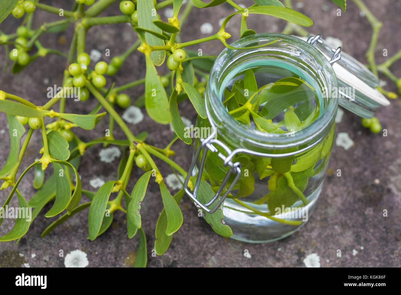 Mistel-Tinktur, Misteltinktur, Mistelblätter werden in Alkohol ausgezogen, alkoholischer Auszug, Tinktur. Mistel, Misteln, Laubholz-Mistel, Weißbeerig Stockfoto
