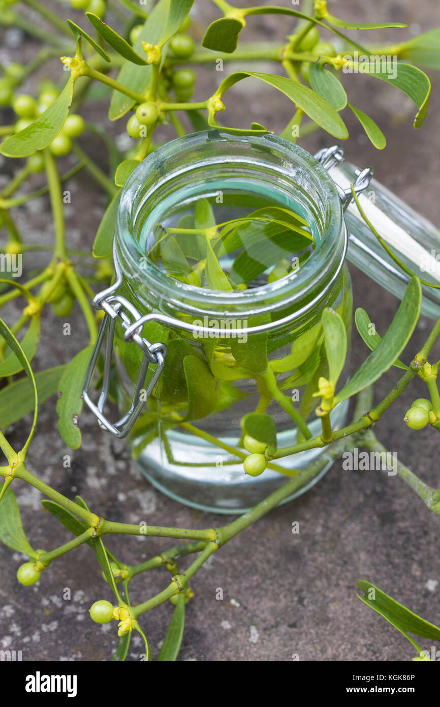 Mistel-Tinktur, Misteltinktur, Mistelblätter werden in Alkohol ausgezogen, alkoholischer Auszug, Tinktur. Mistel, Misteln, Laubholz-Mistel, Weißbeerig Stockfoto