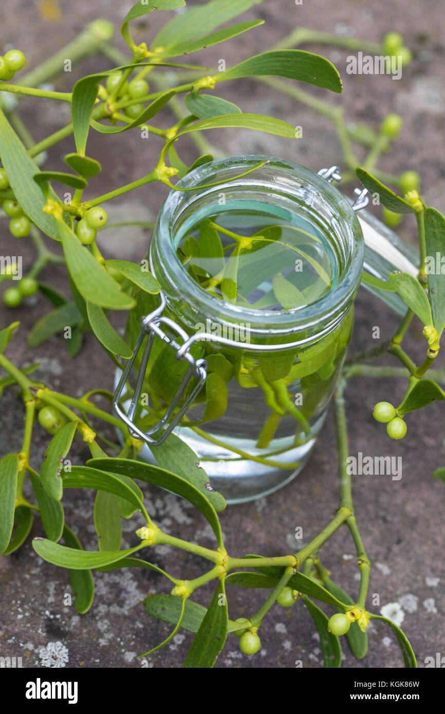 Mistel-Tinktur, Misteltinktur, Mistelblätter werden in Alkohol ausgezogen, alkoholischer Auszug, Tinktur. Mistel, Misteln, Laubholz-Mistel, Weißbeerig Stockfoto