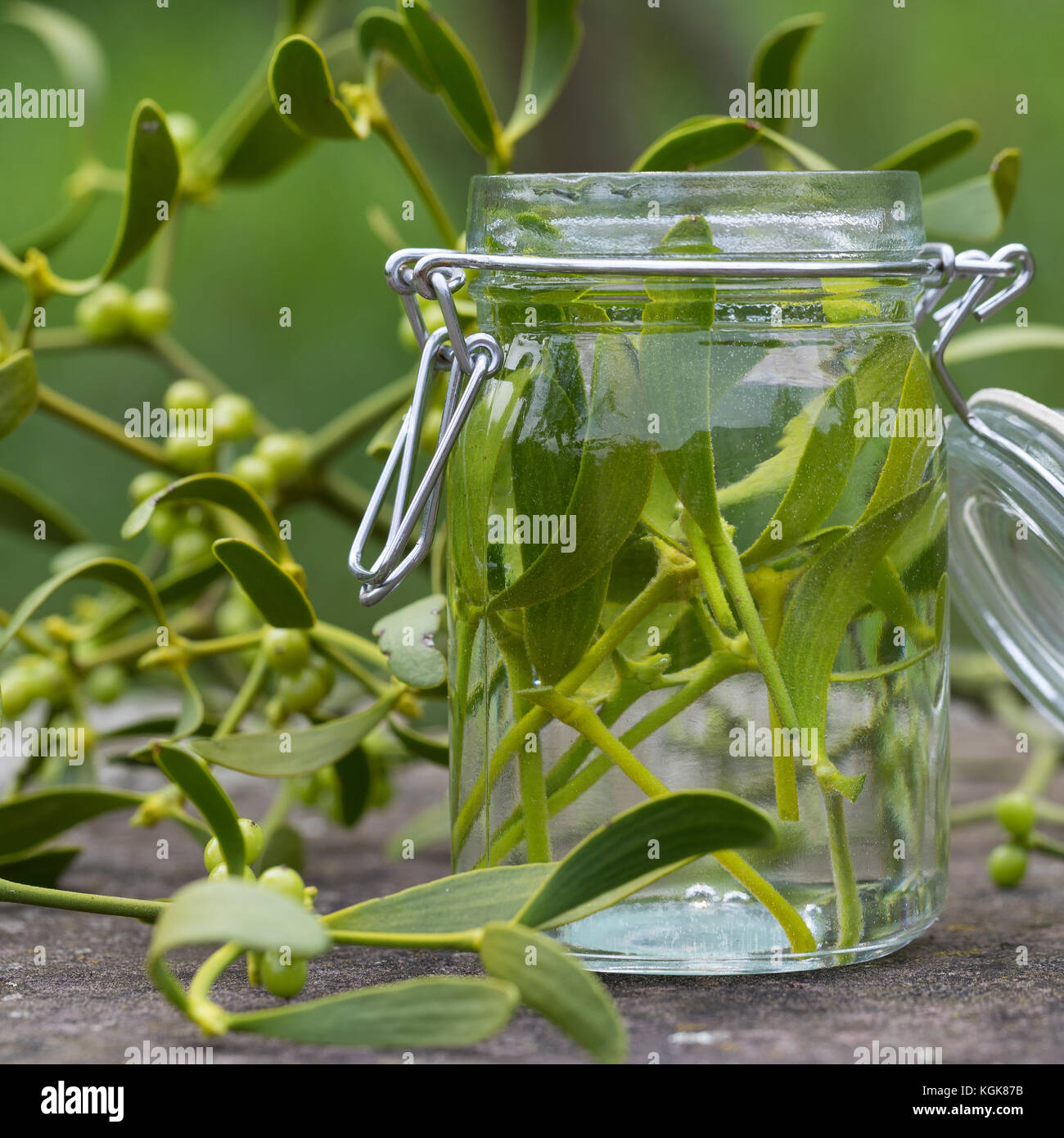 Mistel-Tinktur, Misteltinktur, Mistelblätter werden in Alkohol ausgezogen, alkoholischer Auszug, Tinktur. Mistel, Misteln, Laubholz-Mistel, Weißbeerig Stockfoto