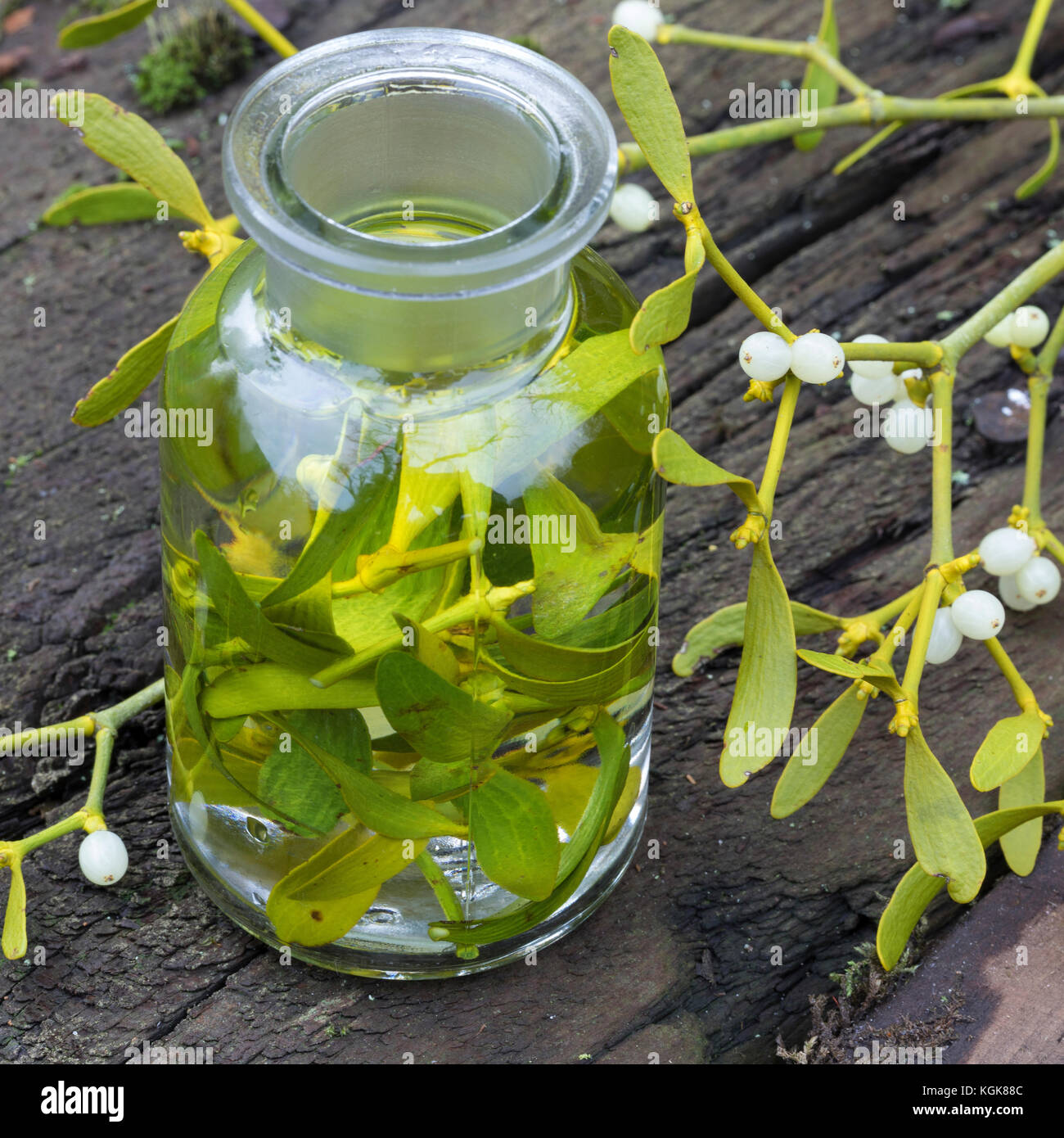 Mistel-Tinktur, Misteltinktur, Mistelblätter werden in Alkohol ausgezogen, alkoholischer Auszug, Tinktur. Mistel, Misteln, Laubholz-Mistel, Weißbeerig Stockfoto