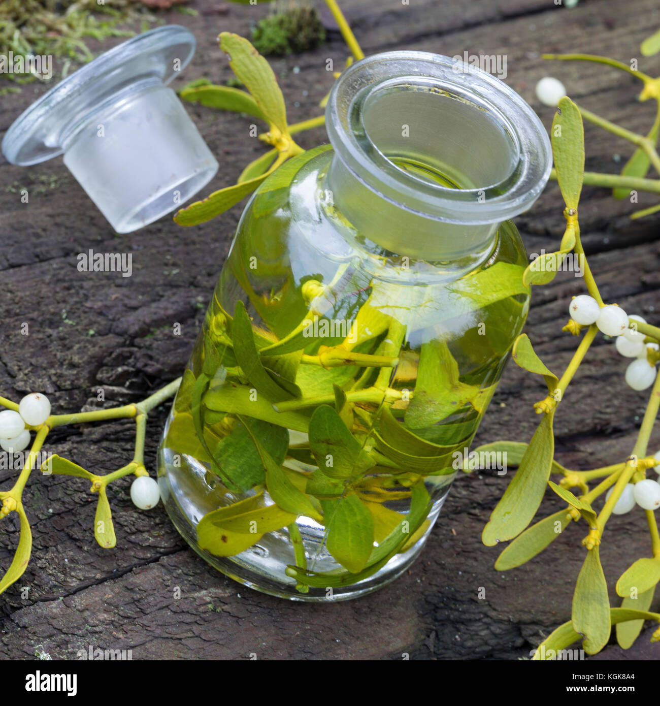 Mistel-Tinktur, Misteltinktur, Mistelblätter werden in Alkohol ausgezogen, alkoholischer Auszug, Tinktur. Mistel, Misteln, Laubholz-Mistel, Weißbeerig Stockfoto