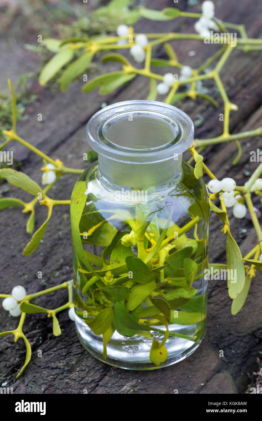 Mistel-Tinktur, Misteltinktur, Mistelblätter werden in Alkohol ausgezogen, alkoholischer Auszug, Tinktur. Mistel, Misteln, Laubholz-Mistel, Weißbeerig Stockfoto