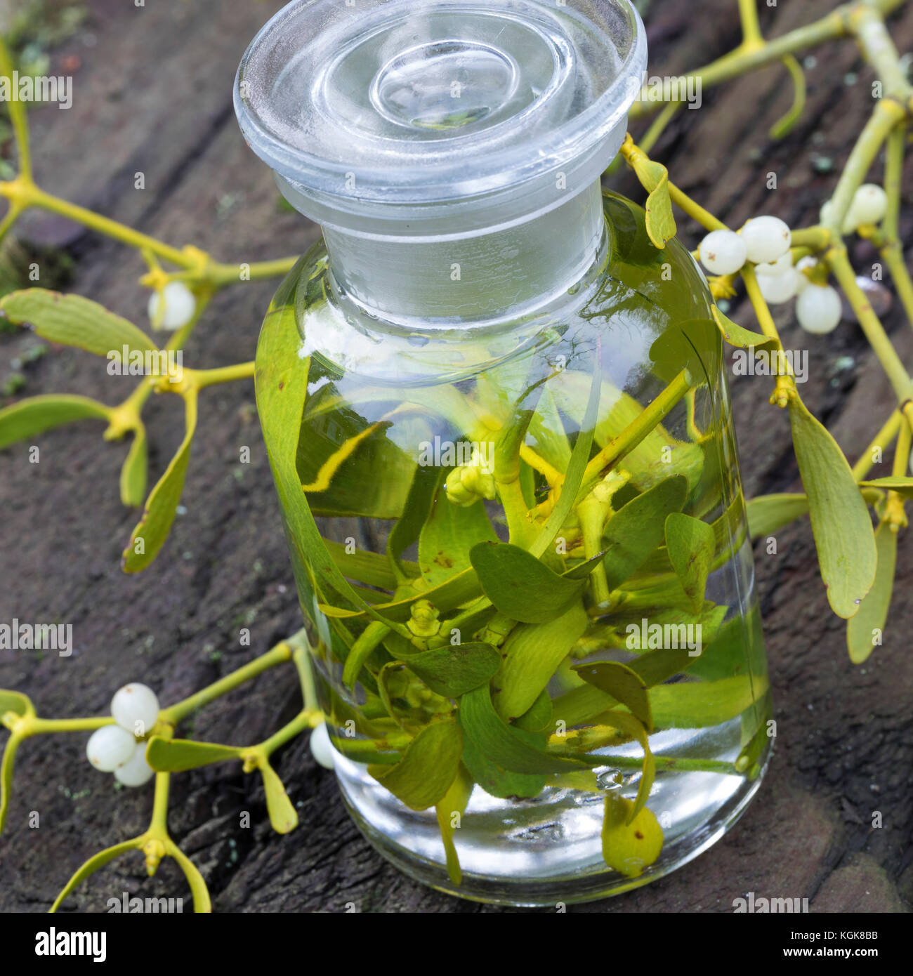 Mistel-Tinktur, Misteltinktur, Mistelblätter werden in Alkohol ausgezogen, alkoholischer Auszug, Tinktur. Mistel, Misteln, Laubholz-Mistel, Weißbeerig Stockfoto