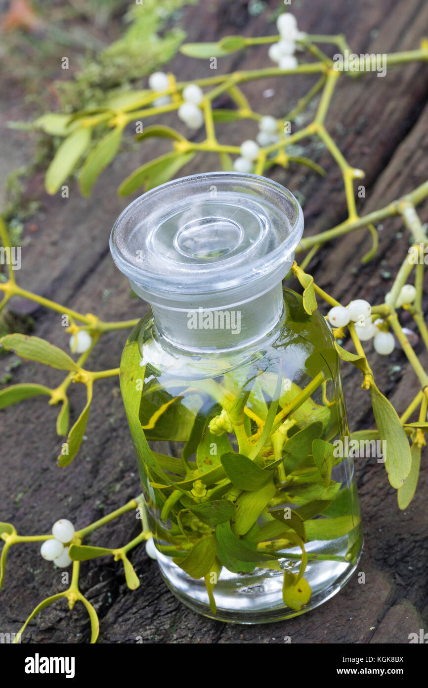 Mistel-Tinktur, Misteltinktur, Mistelblätter werden in Alkohol ausgezogen, alkoholischer Auszug, Tinktur. Mistel, Misteln, Laubholz-Mistel, Weißbeerig Stockfoto