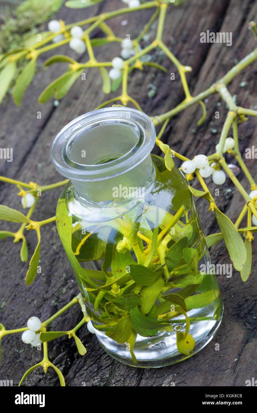Mistel-Tinktur, Misteltinktur, Mistelblätter werden in Alkohol ausgezogen, alkoholischer Auszug, Tinktur. Mistel, Misteln, Laubholz-Mistel, Weißbeerig Stockfoto