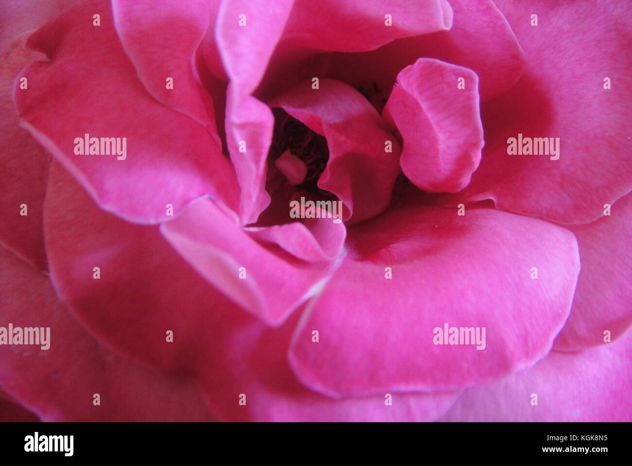 Damaskus rose Stockfoto