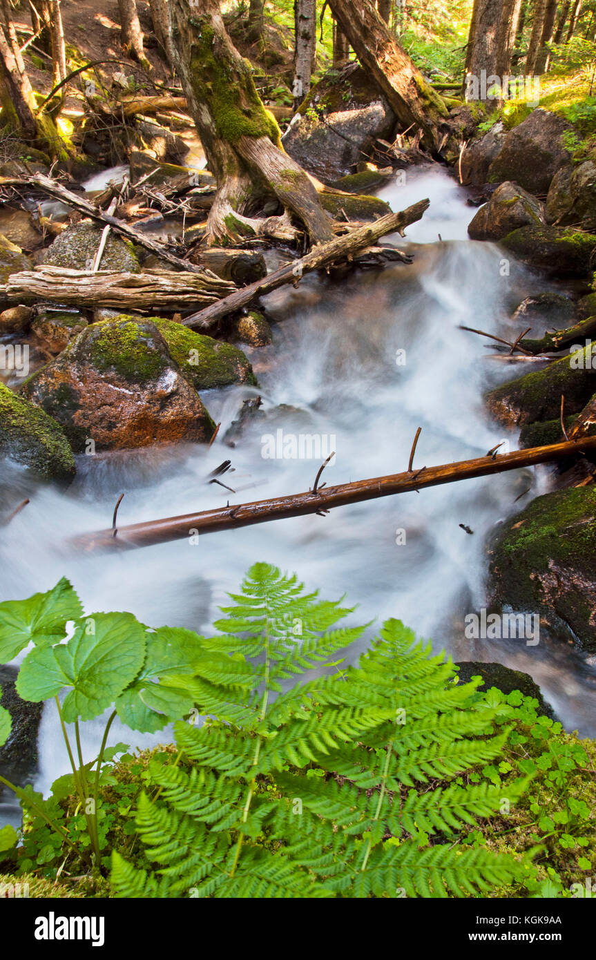 Fluss im Nationalpark Aigüestortes (katalanische Pyrenäen) Stockfoto