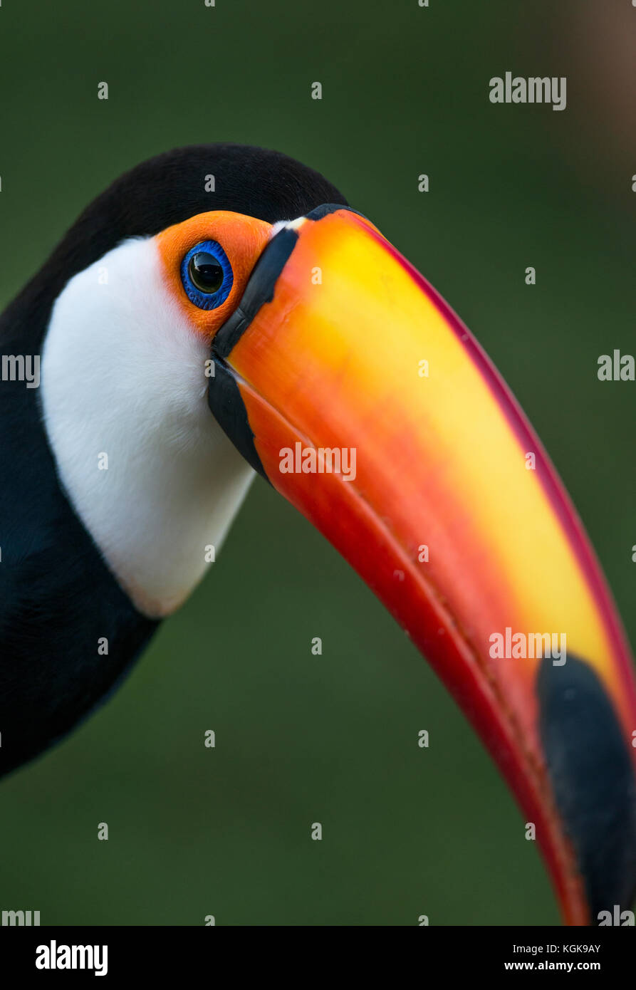 Riesentukan (Ramphastos toco) Nahaufnahme Stockfoto