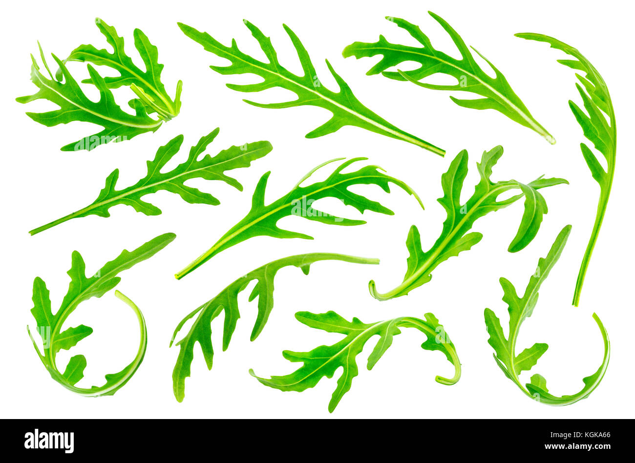 Rucola oder Rucola Blätter auf weißem Hintergrund. Große Sammlung Stockfoto