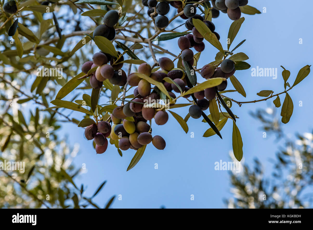 Die Oliven wachsen auf Olivenbaum, Low Angle View. Mediterrane Olivenbaum  Zweige mit unreifen schwarze Oliven in Rom, Italien Stockfotografie - Alamy