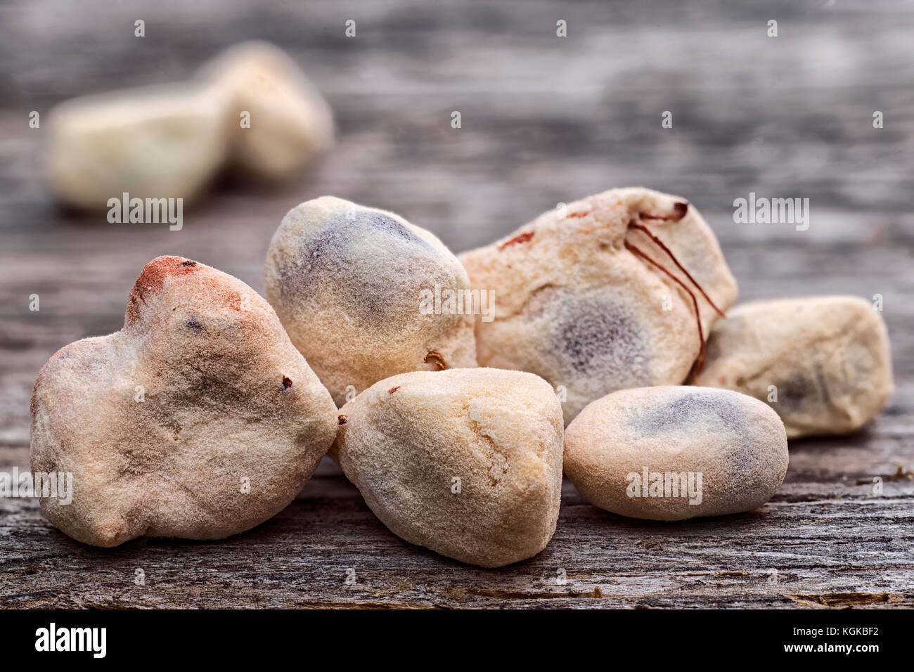 Baobab Obst (Adansonia digitata) auf weißem Hintergrund, Zellstoff und Pulver, superfood Stockfoto