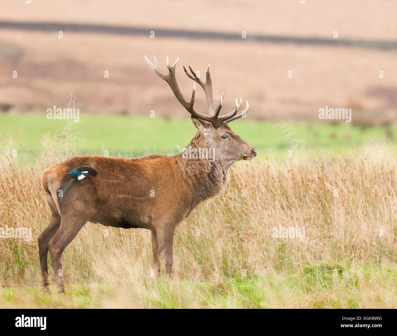 Red Deer Stag während 2017 Rut mit Elster für einen Passagier Stockfoto Red Deer Stag während 2017 Rut mit Elster für einen Passagier Stockfoto