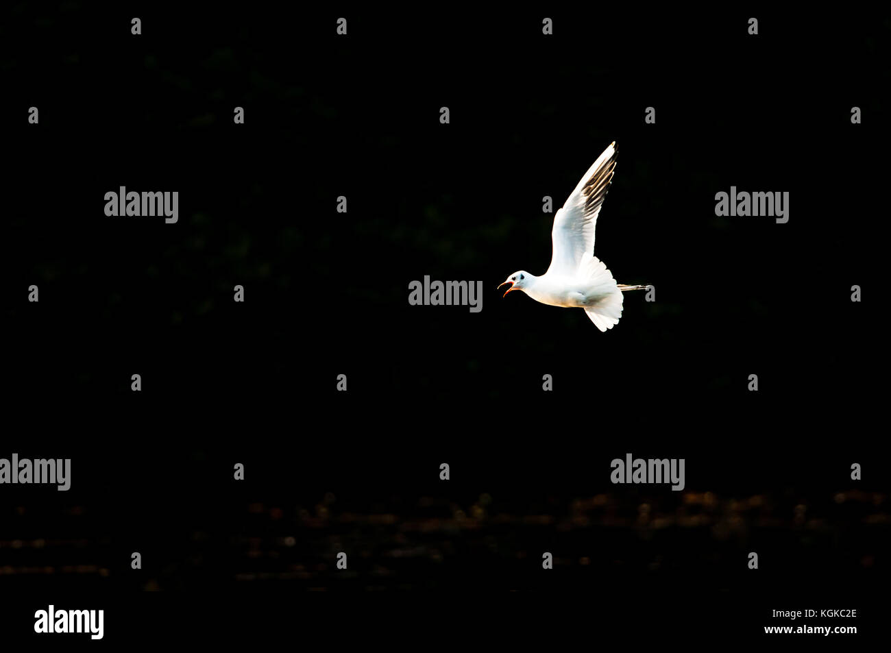 Schwaches Bild der Schwarzkopfmöwe im Flug über dem Wasser Stockfoto